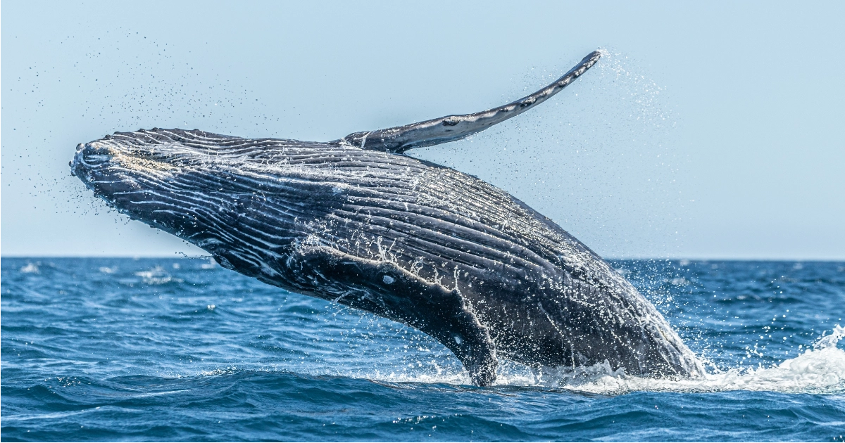Grey Whale Breaching