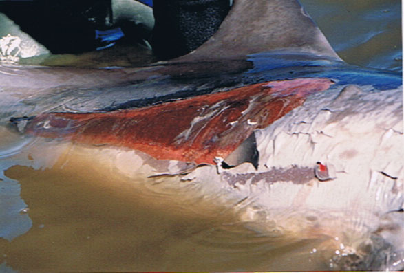 Bunbury Dolphin Beach