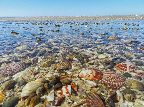 Laguna San Ignacio Shells