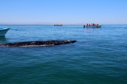 Grey Whale - Laguna San Ignacio