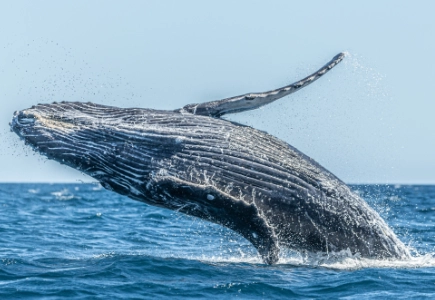 Grey Whale